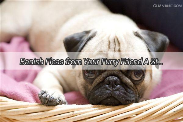 Banish Fleas from Your Furry Friend A StepbyStep Guide to Flea Removal for Dog Lovers